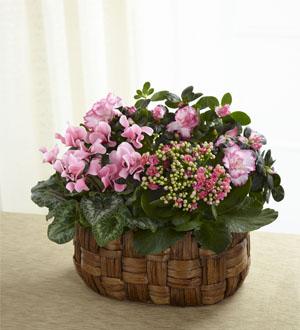 The FTD® Pink Assortment