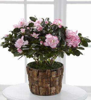 The FTD® Pink Azalea